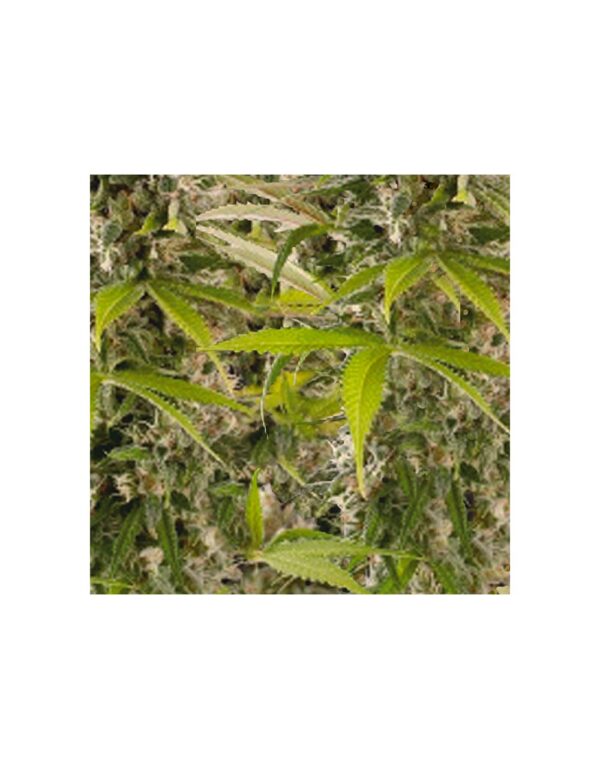 BLUE WIDOW - SKUNK - CBD - 250MG 10ML - Imagen 3