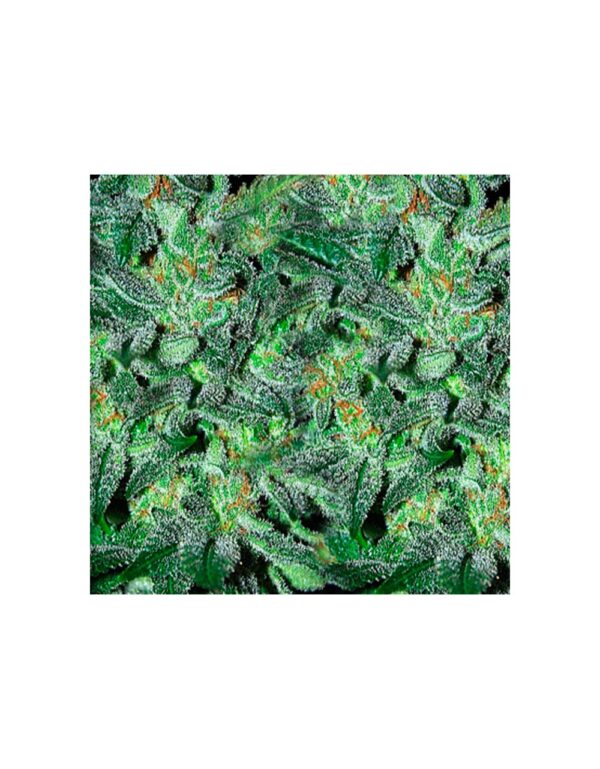 NORTHERN LIGHTS - SKUNK - CBD - 250MG 10ML - Imagen 2