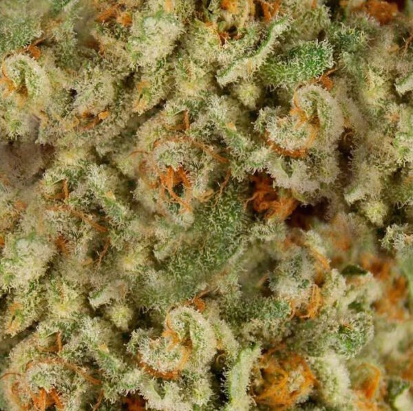 GOJI OG - SKUNK - CBD - 250MG 10ML - Imagen 4