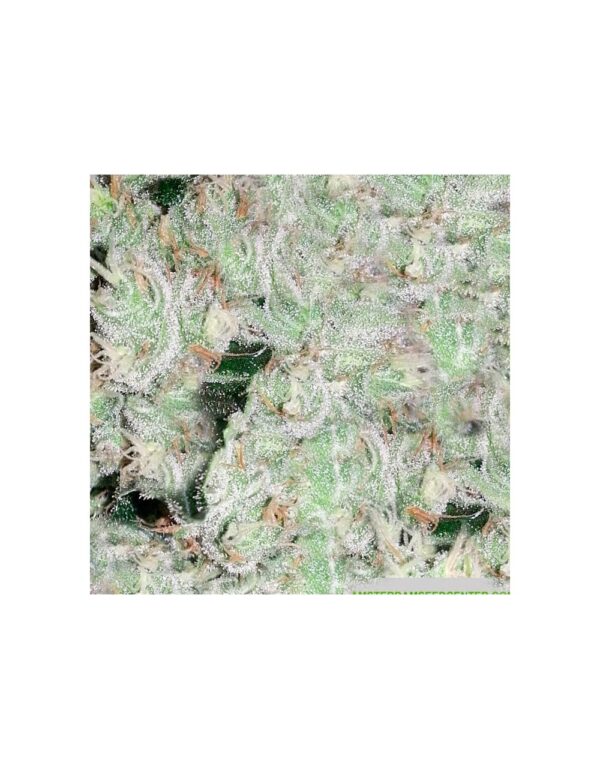 WHITE WIDOW - SKUNK - CBD - 500MG 10ML - Imagen 4